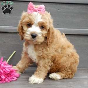 Blossom, Cockapoo Puppy